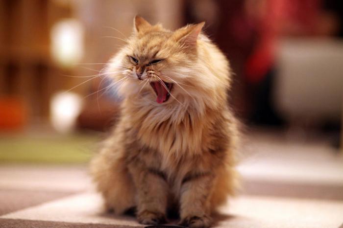 Интересные факты о кошках (20 фото) Интересные факты о кошках (20 фото)