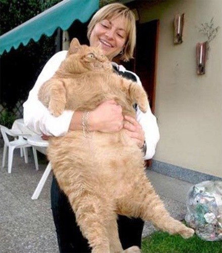 Интересные факты о кошках (20 фото) Интересные факты о кошках (20 фото)