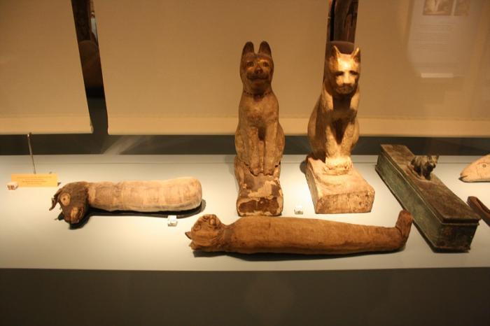 Интересные факты о кошках (20 фото) Интересные факты о кошках (20 фото)