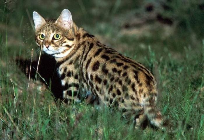 Интересные факты о кошках (20 фото) Интересные факты о кошках (20 фото)