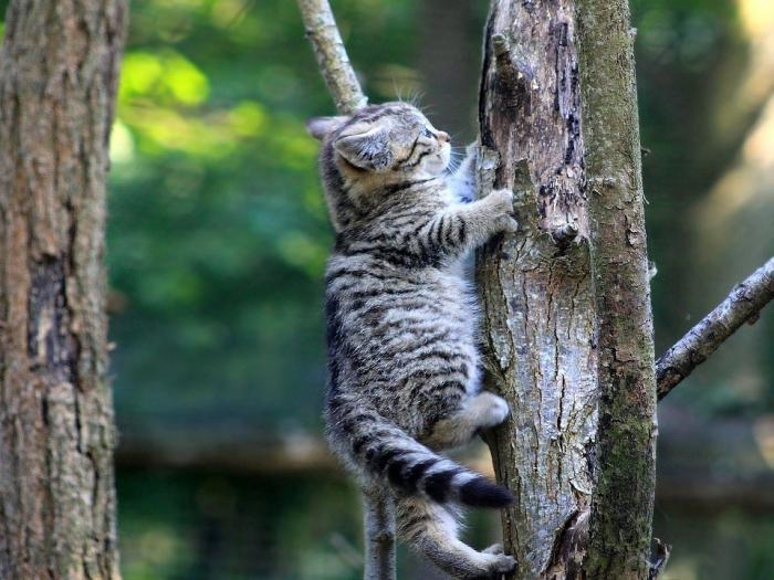 Интересные факты о кошках (20 фото) Интересные факты о кошках (20 фото)