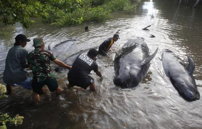 Десятки китов выбросились на берег в Индонезии (8 фото)