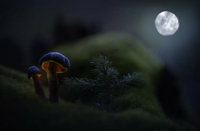 Светящиеся грибы (18 фото)