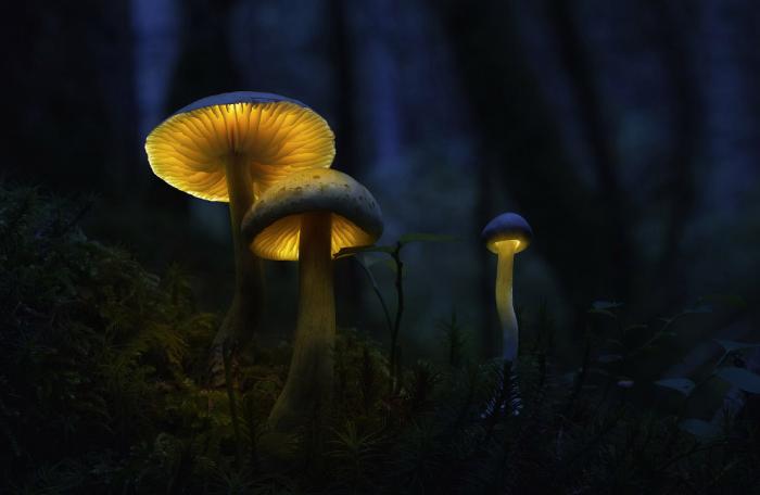 Светящиеся грибы (18 фото)