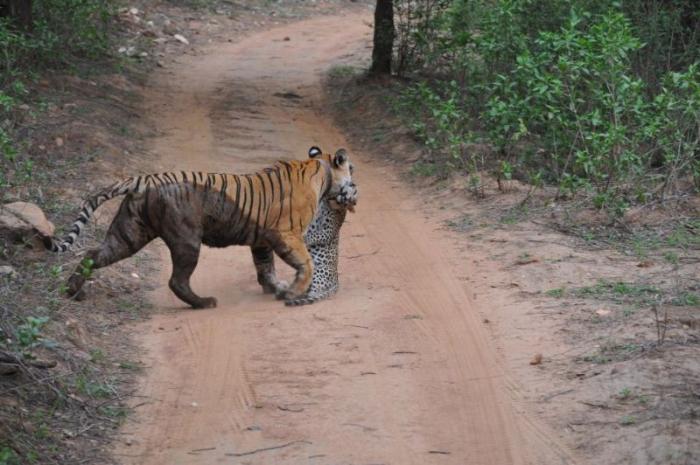 В схватке с тигрицей у леопарда не было шансов (5 фото)