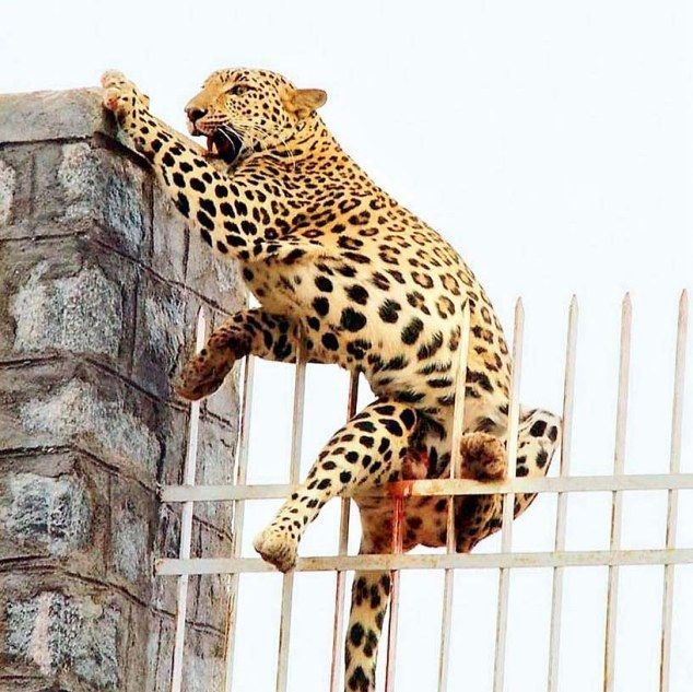 Не каждый леопард способен перемахнуть 10-метровый забор (4 фото)
