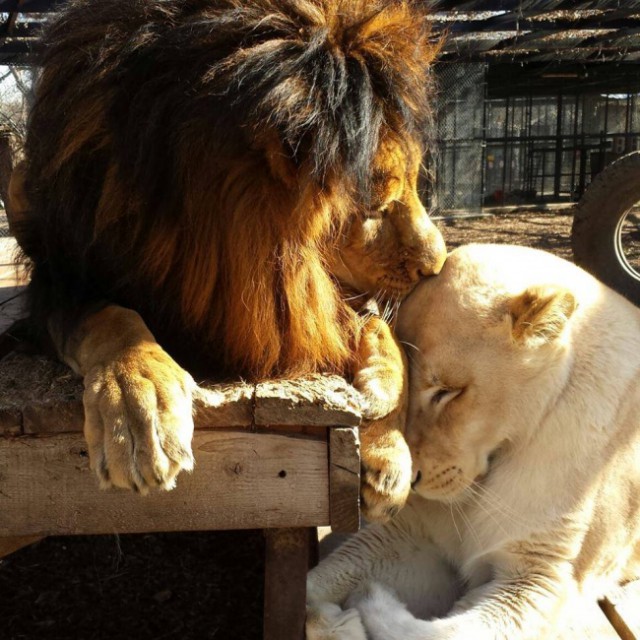 Как любовь льва спасла (7 фото)