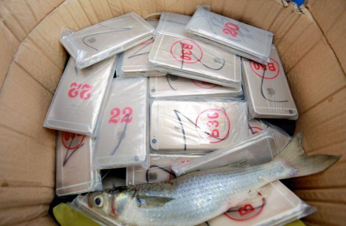 В Китае таможенники обнаружили у рыбаков весьма необычный улов (4 фото)