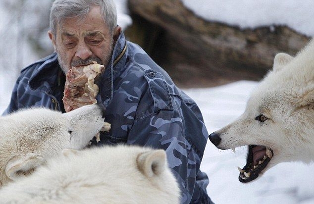 Бывший десантник кормит со рта волков из своей стаи (15 фото)
