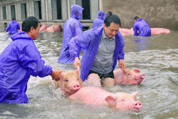 В Китае устроили массовую эвакуацию свиней (6 фото)