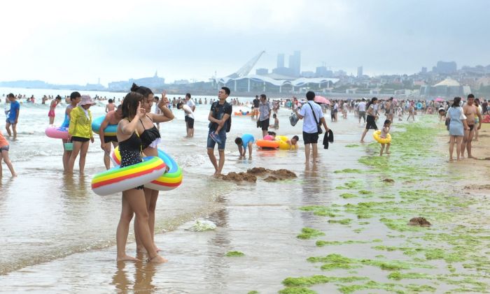 Тонны водорослей на китайском пляже (19 фото)