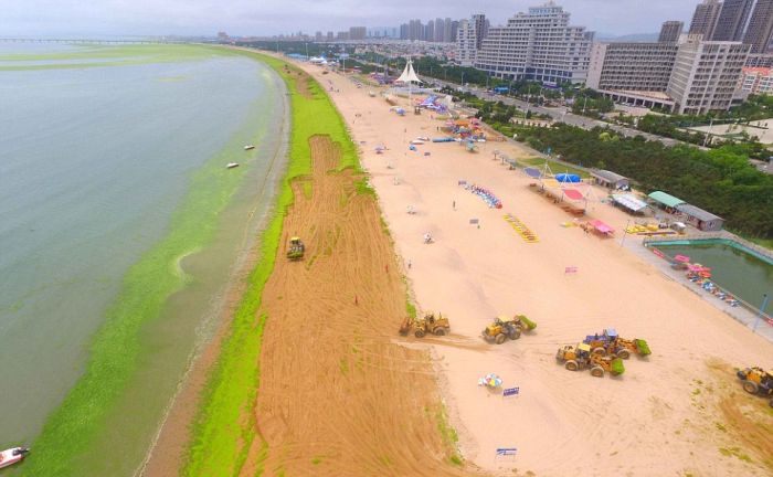 Тонны водорослей на китайском пляже (19 фото)