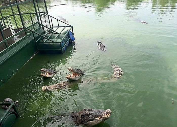 Аттракцион для любителей крокодилов в Таиланде (6 фото)