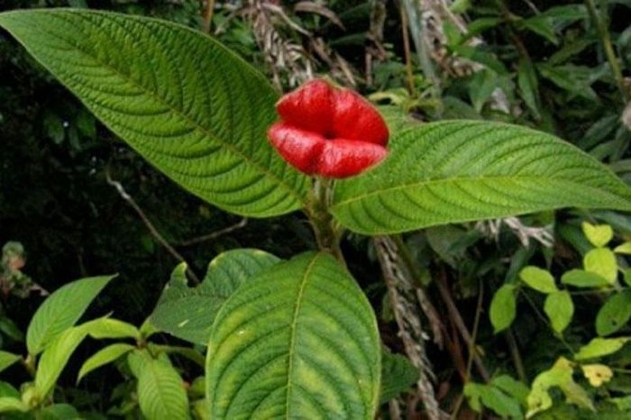 Удивительный цветок напоминающий по форме женские пухлые губы (16 фото)