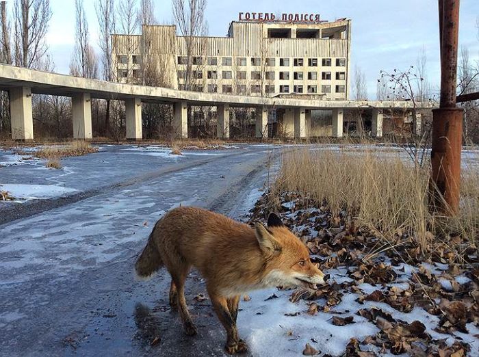 Животные зоны отчуждения Чернобыльской АЭС (17 фото)