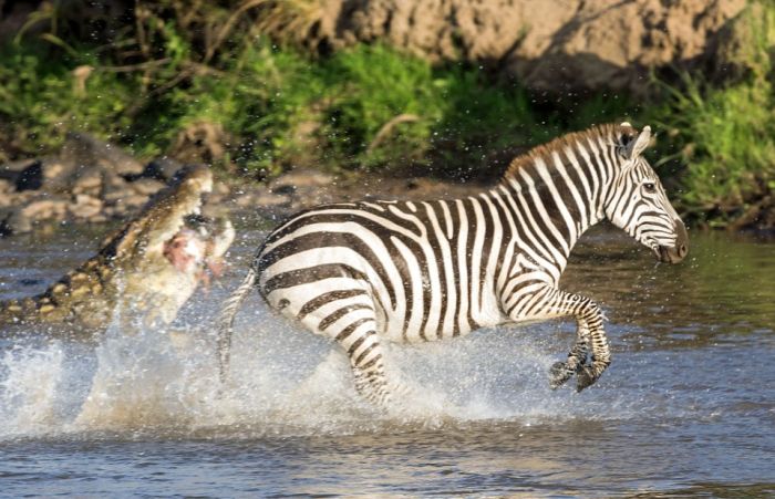 Храбрая зебра спаслась от крокодила (6 фото)