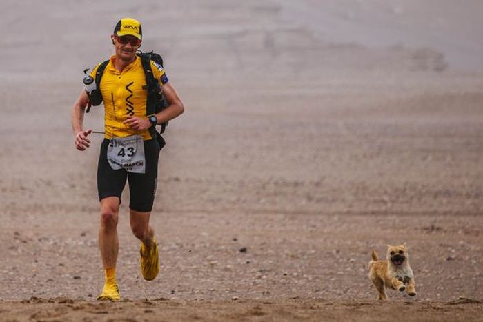 Бродячая собака поучаствовала в марафоне (4 фото)