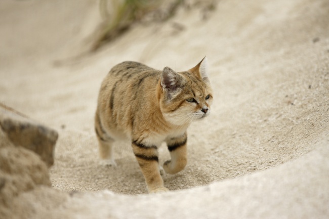 Неуловимый барханный кот появился на публике впервые за 10 лет (6 фото)