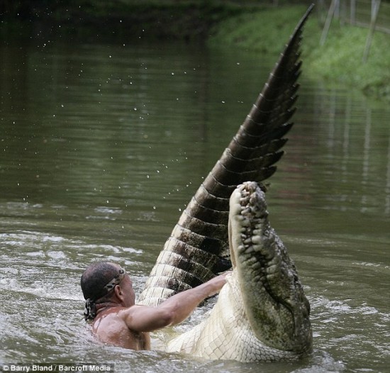 Битва человека с крокодилом (6 фото)