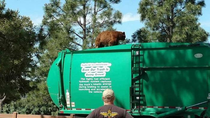 Медведь прокатился с ветерком на крыше мусоровоза (4 фото)