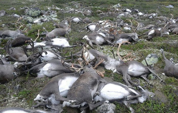 В Норвегии 323 оленя погибли из-за удара одной молнии (5 фото)