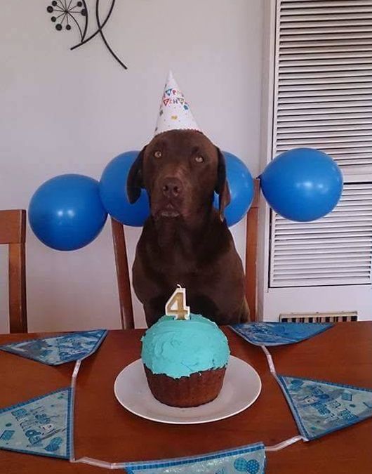 Терпеливый пес празднует свой День рождения (2 фото)