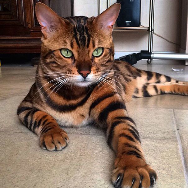 Бенгальский кот Тор с леопардовой шерстью (10 фото)
