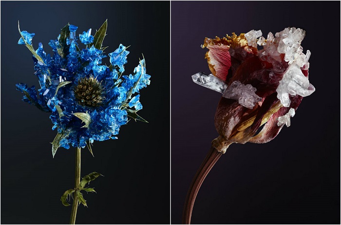 Органические и неорганические: 8 удивительных цветов, украшеных драгоценными камнями (9 фото)