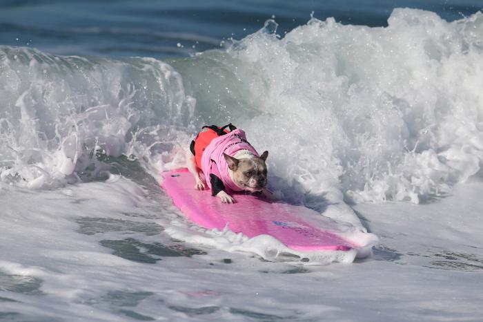 Соревнования по собачьему серфингу в Калифорнии (19 фото)
