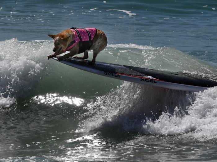 Соревнования по собачьему серфингу в Калифорнии (19 фото)