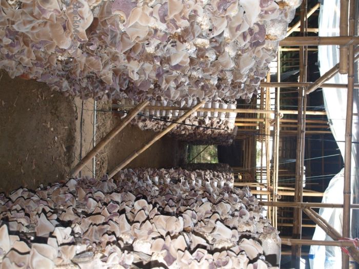 Как выращивают грибы в Китае (13 фото)