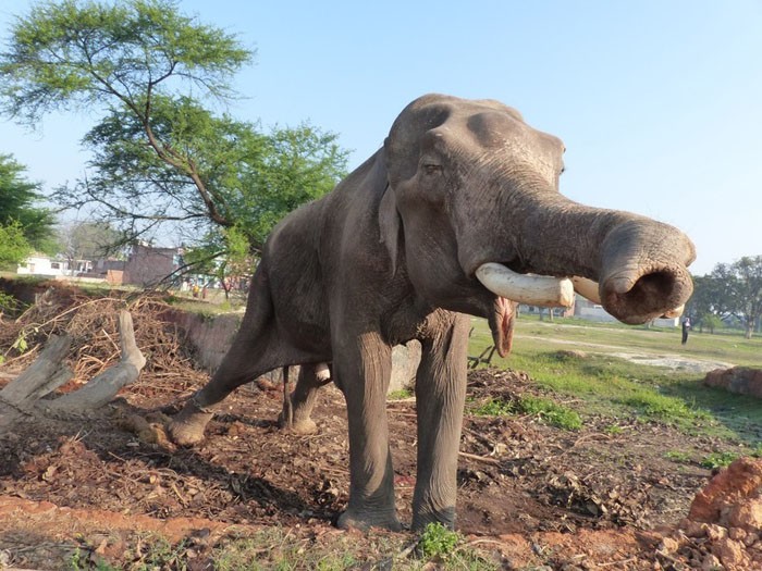 Слон теперь на свободе после 50 лет заключения в рабстве (10 фото)