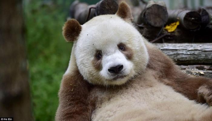 Единствення в мире коричневая панда живет в Шаньси (13 фото)