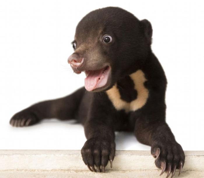 Первая фотосессия самого милого медвежонка в мире (9 фото)
