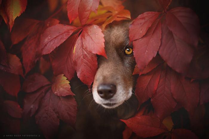 Осенние собаки (16 фото)