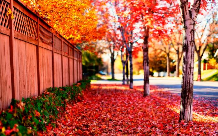 Яркие краски осени. Красивые осенние картинки (26 фото)