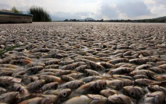 40 тонн рыбы всплыло в мексиканском озере (21 фото) 
