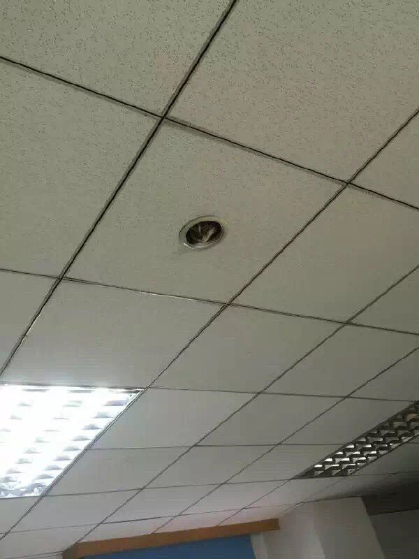 В офисе на потолке установили кота наблюдения (3 фото)