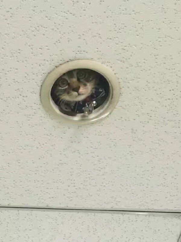 В офисе на потолке установили кота наблюдения (3 фото)