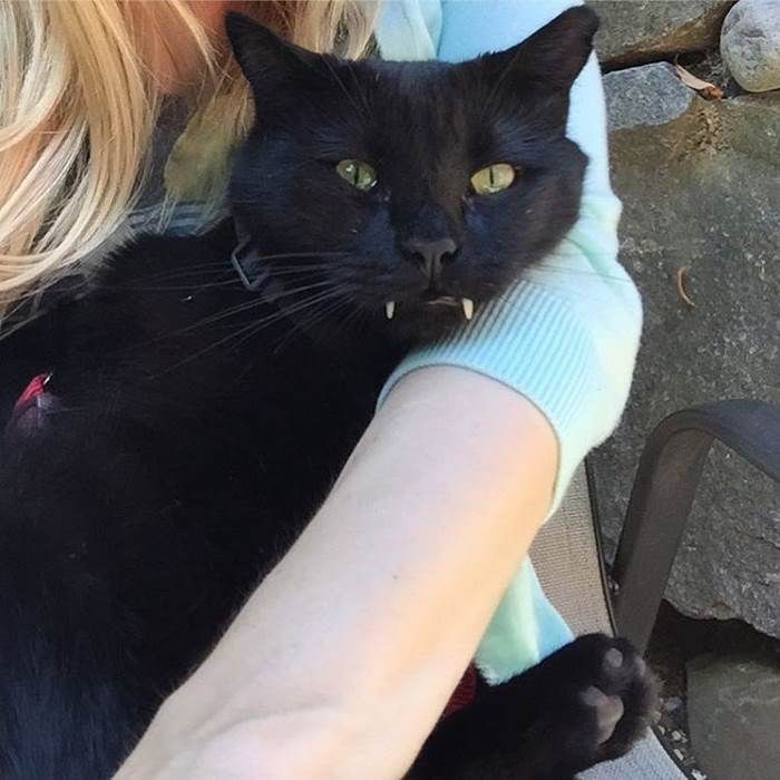 Уникальный черный кот из Нью-Йорка с клыками (10 фото)