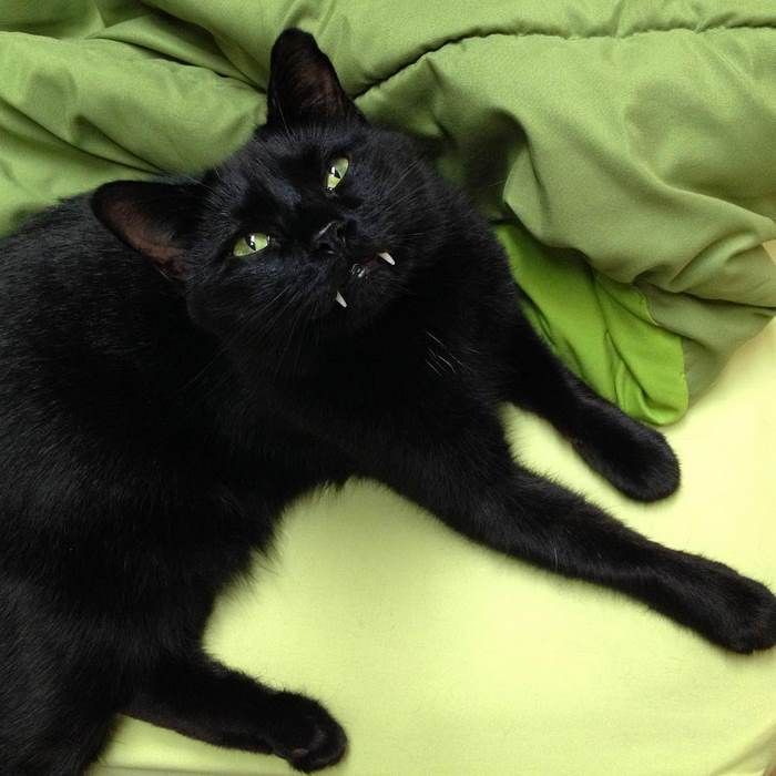 Уникальный черный кот из Нью-Йорка с клыками (10 фото)