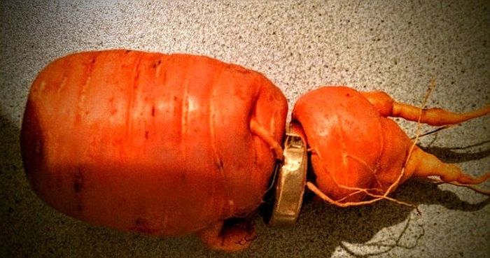 Морковь проросла через потерянное обручальное кольцо (2 фото)