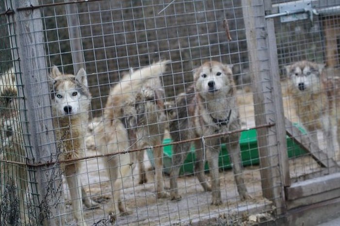 Собак Хаски вызволили из ужасного питомника во Владимирской областии (13 фото) 