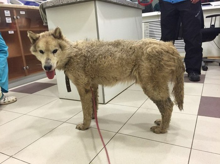 Собак Хаски вызволили из ужасного питомника во Владимирской областии (13 фото) 