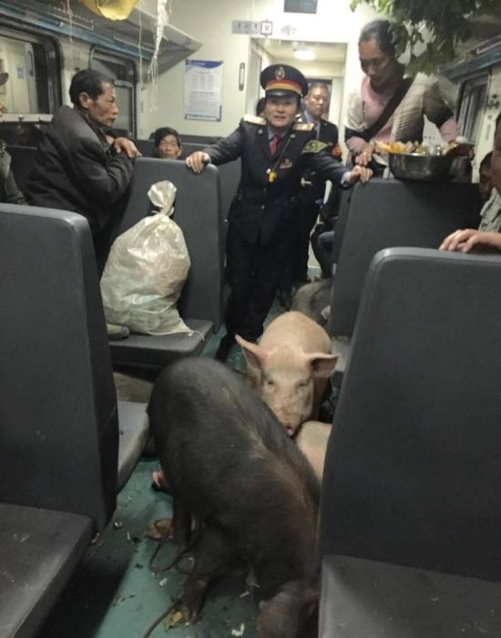 Фермер вместе со своими свиньями путешествует на поезде (6 фото)