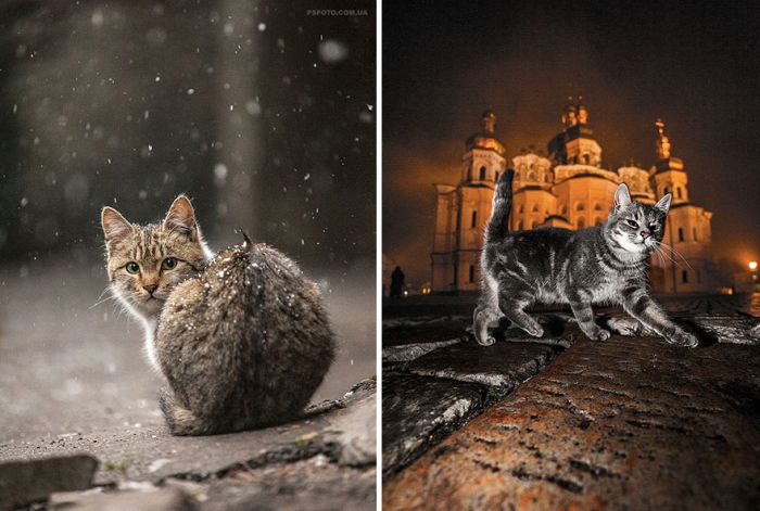 Фотографии животных от Сергея Полюшко (30 фото)