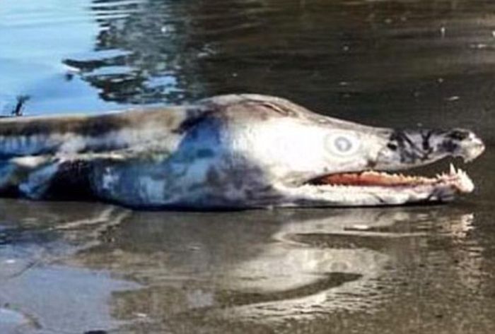 Ужасающее чудовище выбросило на берег в австралийском Ньюкасле (2 фото)