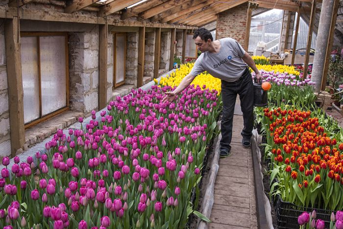 На крыше своего дома мужчина вырастил 8000 тюльпанов (8 фото)