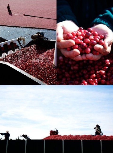 Сбор урожая клюквы в Новой Англии (15 фото)