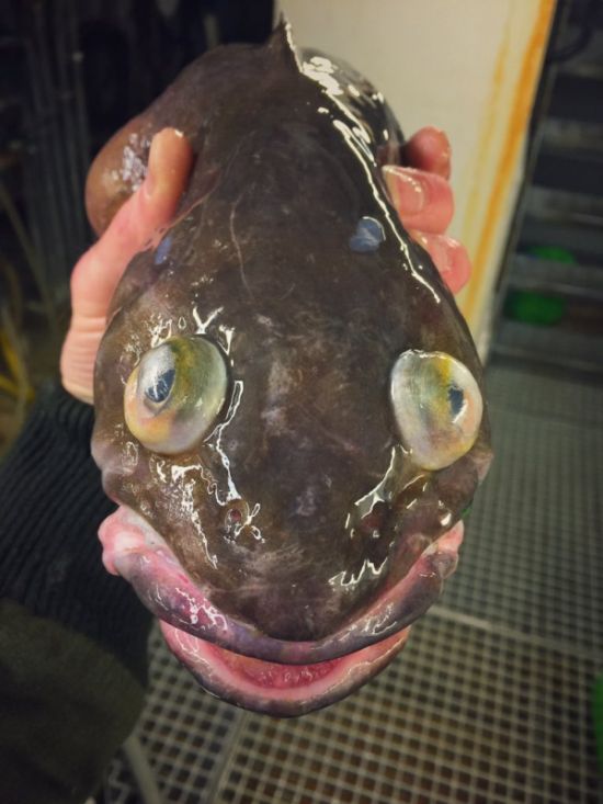Мурманский моряк публикует фото странных глубоководных рыб (21 фото)